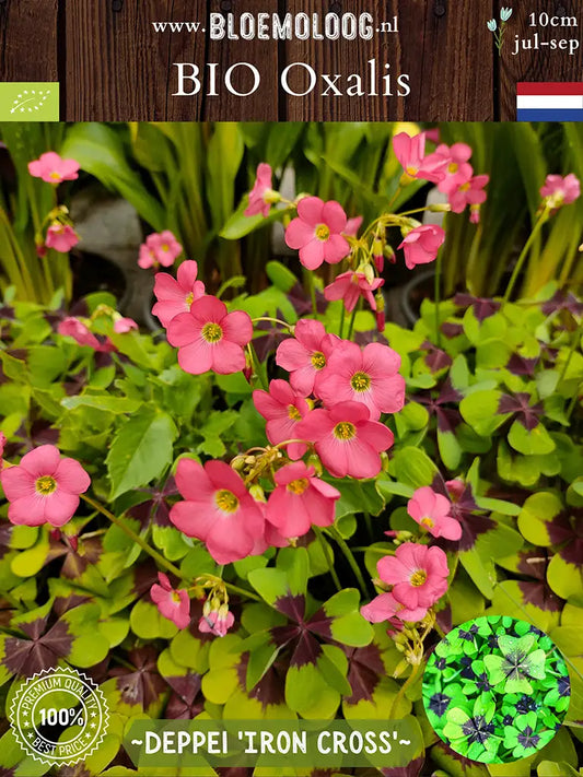 Bio Oxalis deppei 'Iron Cross' - Biologische geluksklaver, klaverzuring | Bloemoloog