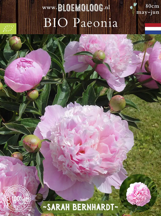 Bio Paeonia 'Sarah Bernhardt' - Biologische geurende roze pioenroos | Bloemoloog