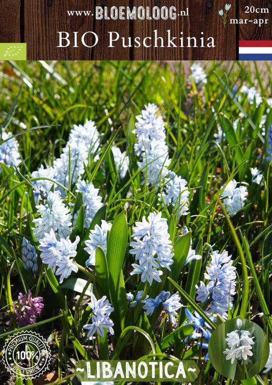 Bio Puschkinia 'Libanotica' biologische blauw-witte buishyacint saffierhyacint - Bloemoloog
