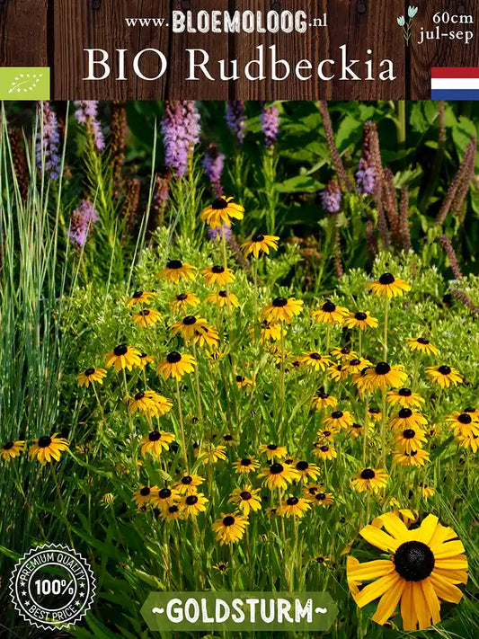 Bio Rudbeckia fulgida 'Goldsturm' - Gele zonnehoed | Bloemoloog