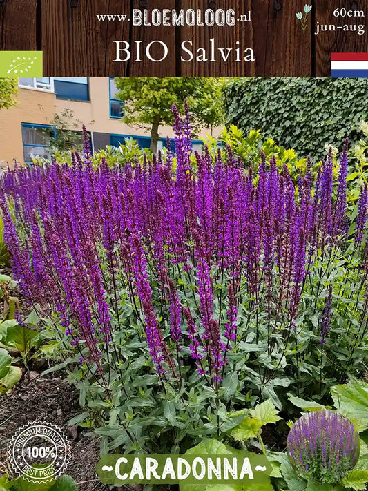 Bio Salvia Nemorosa 'Caradonna' - Biologische paarse bossalie salvia | Bloemoloog.nl