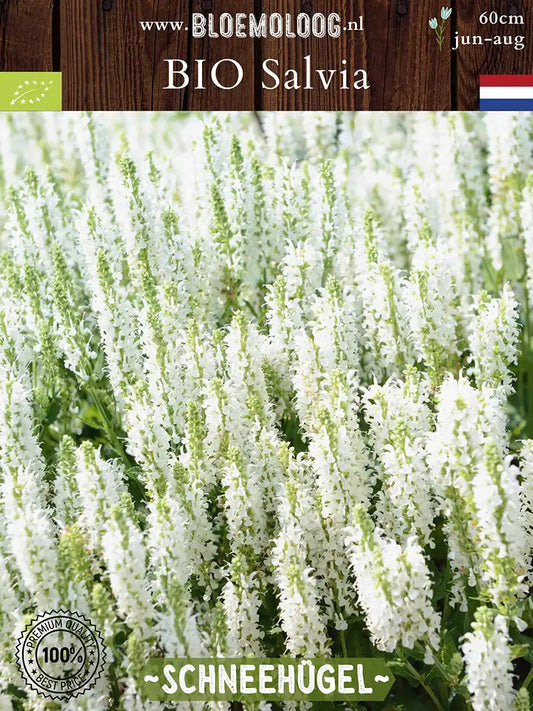 Bio Salvia Nemorosa 'Schneehugel' - witte bossalie Salvia | Bloemoloog.nl