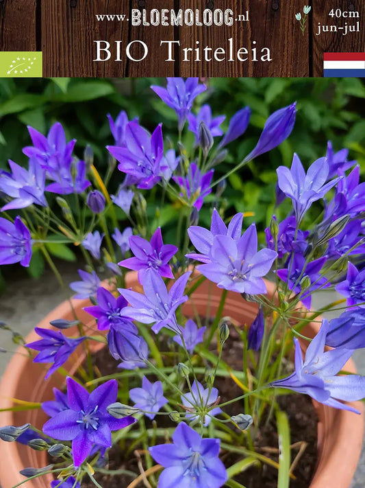Bio Triteleia Corrina 'Brodiaea' - biologische blauwe miniatuur agapanthus - Bloemoloog