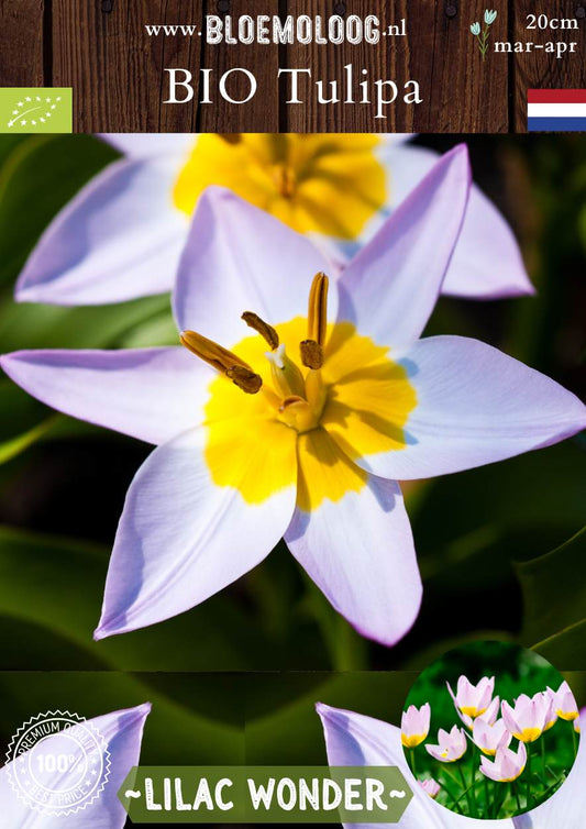 Bio Tulipa Bakeri 'Lilac Wonder' wildtulp botanische tulp
