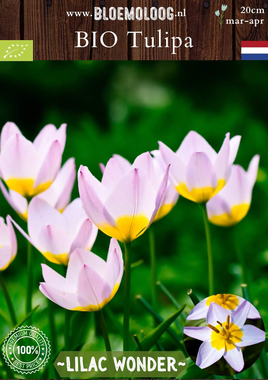 Bio Tulipa Bakeri 'Lilac Wonder' wildtulp botanische tulp
