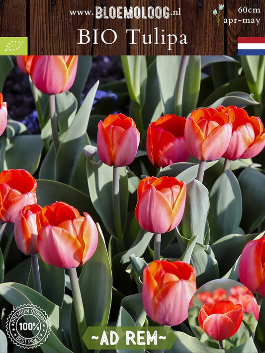 Bio Tulipa 'Ad Rem' - Oranje tulp met gele rand | Bloemoloog