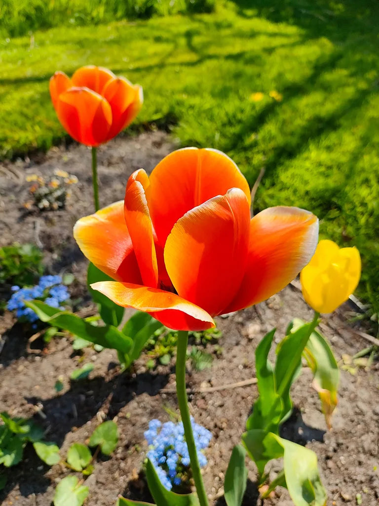 Bio Tulipa 'Ad Rem' - Oranje tulp met gele rand | Bloemoloog