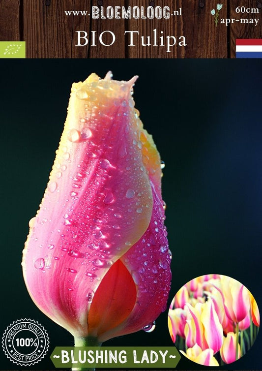 Bio Tulipa 'Blushing Lady' biologische lelietulp roze geel -Bloemoloog
