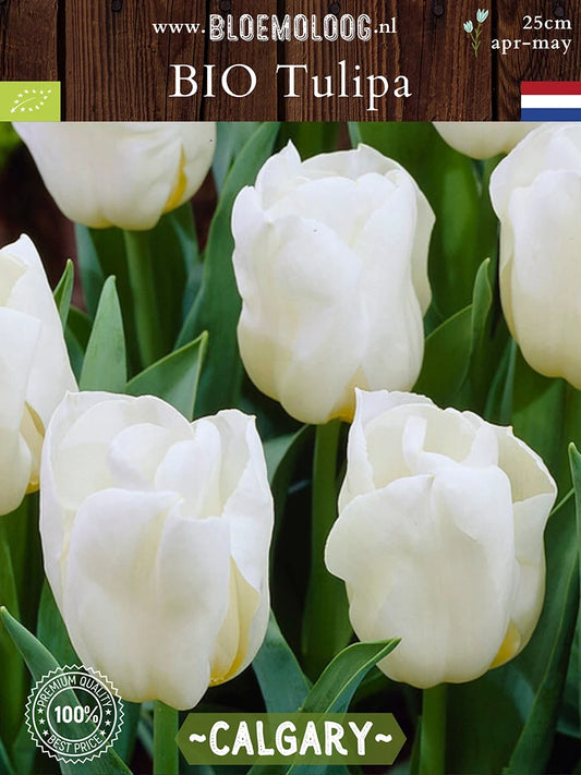 Bio Tulipa 'Calgary' - Lage witte Triumph tulp | Bloemoloog