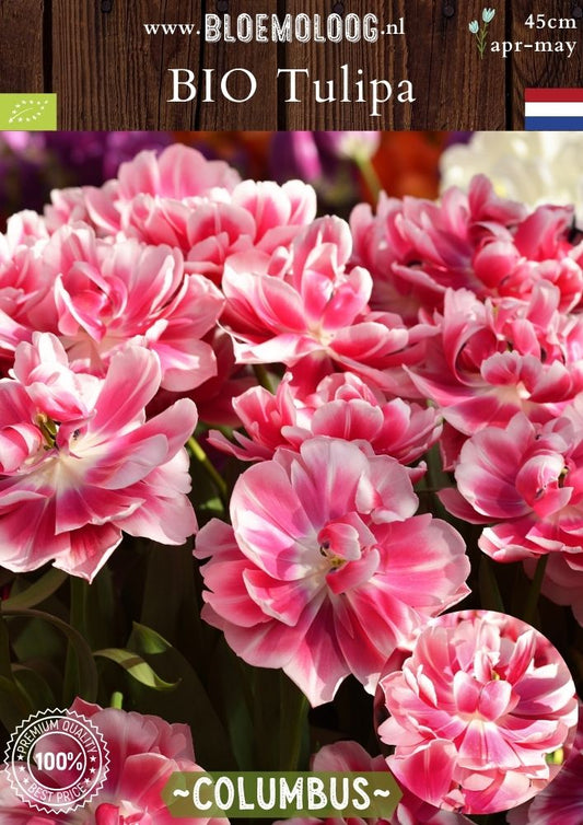Bio Tulipa 'Columbus' biologische roze-witte dubbelbloemige pioentulpen - Bloemoloog