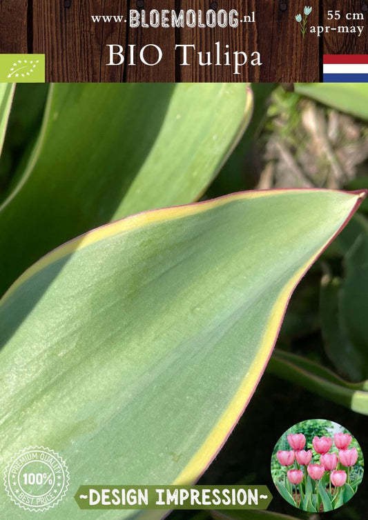 Bio Tulipa 'Design Impression' biologische roze reuzentulp met blad met gele rand Bloemoloog biologische bloembollen