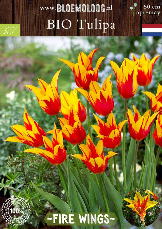 Bio Tulipa 'Fire Wings' biologische geel rode gevlamde lelietulp Bloemoloog biologische bloembollen