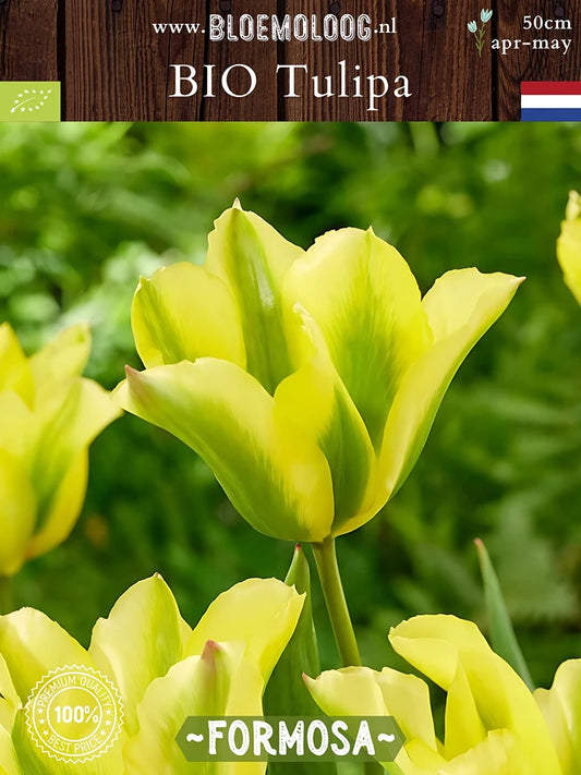 Bio Tulipa 'Formosa' - Geel-groene viridiflora tulp | Bloemoloog
