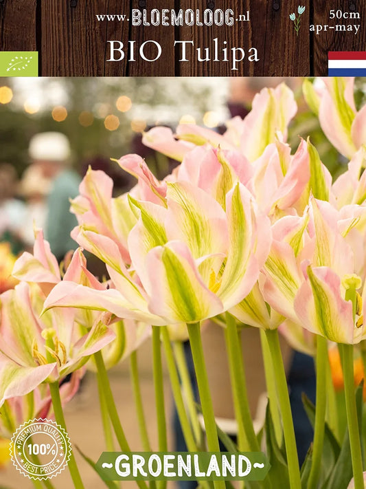 Bio Tulipa 'Groenland' - Roze-groene viridiflora tulpen | Bloemoloog