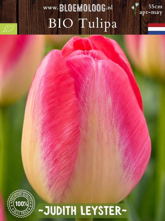 Bio Tulipa 'Judith Leyster' | 7 st.