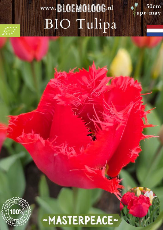 Bio Tulipa 'Masterpeace' biologische rode gefranjerde crispa tulp - Bloemoloog
