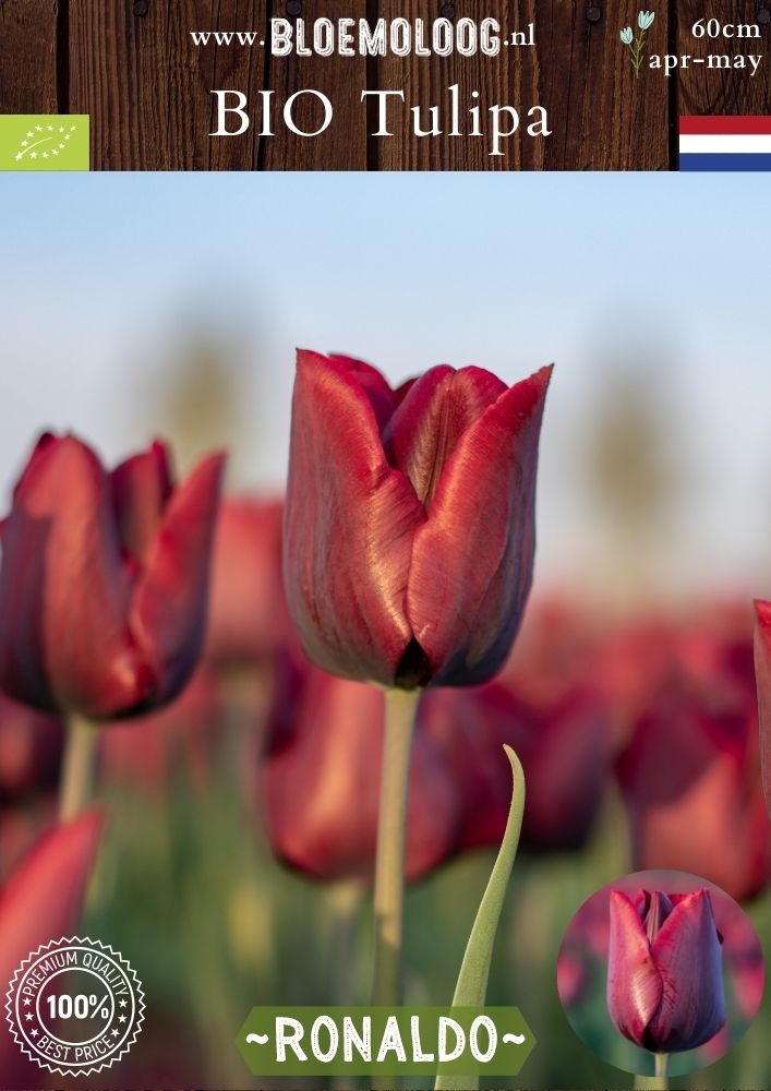 Bio Tulipa 'Ronaldo' biologische donker paarse tulp - Bloemoloog