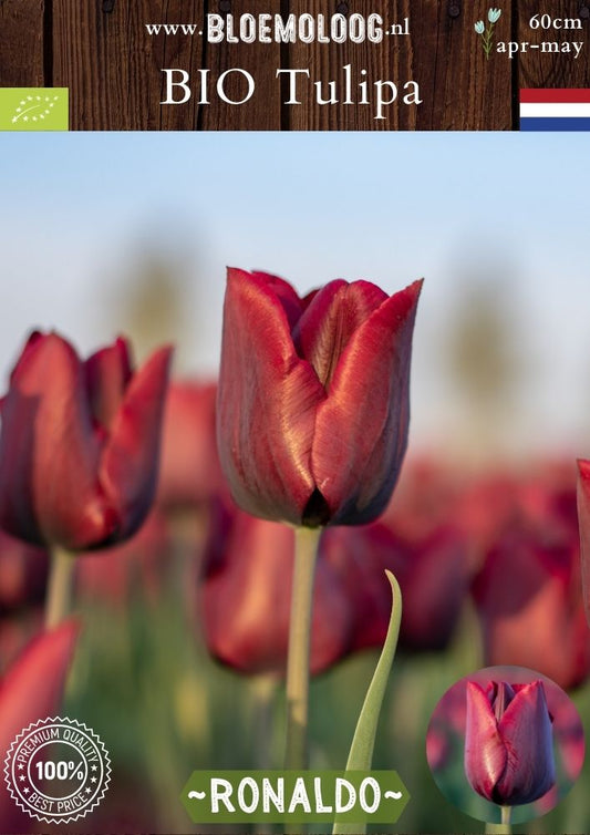 Bio Tulipa 'Ronaldo' biologische donker paarse tulp - Bloemoloog