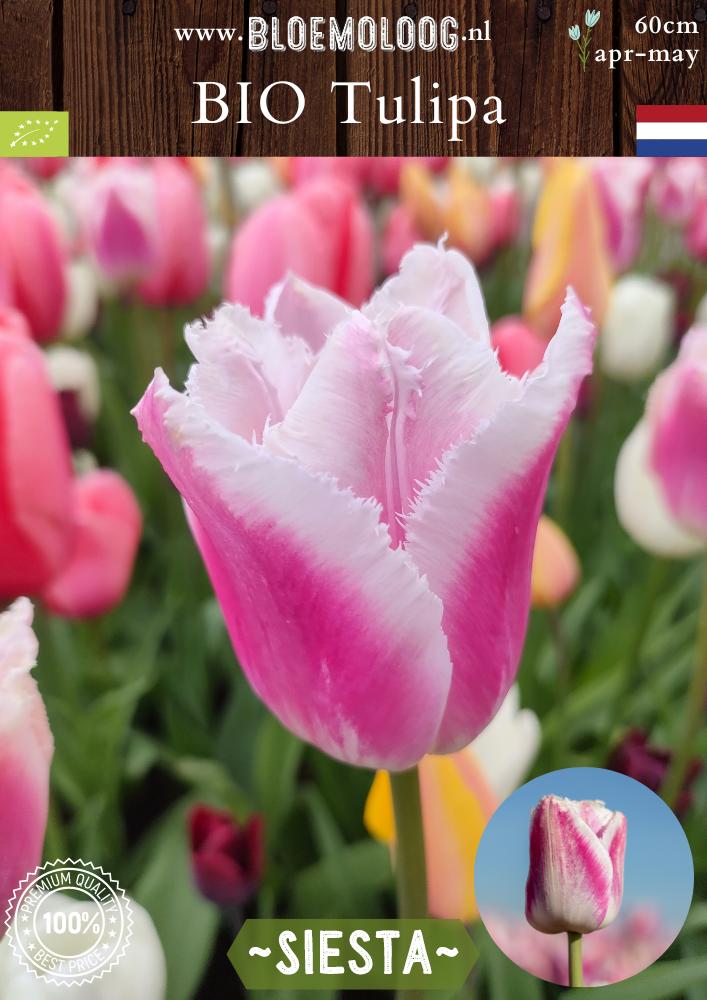 Bio Tulipa 'Siesta' biologische wit-roze crispa tulp - Bloemoloog