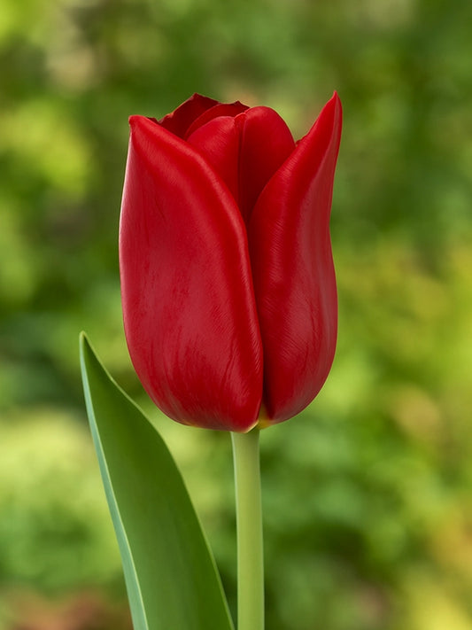 Bio Tulipa 'Strong Love' - Dieprode Triumph tulpen | Bloemoloog