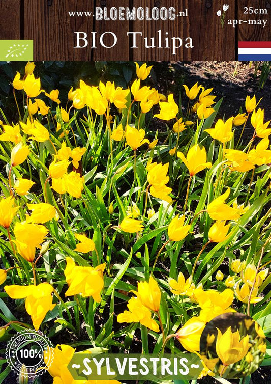 Bio Tulipa 'Sylvestris' biologische gele bostulp stinzenplant - Bloemoloog