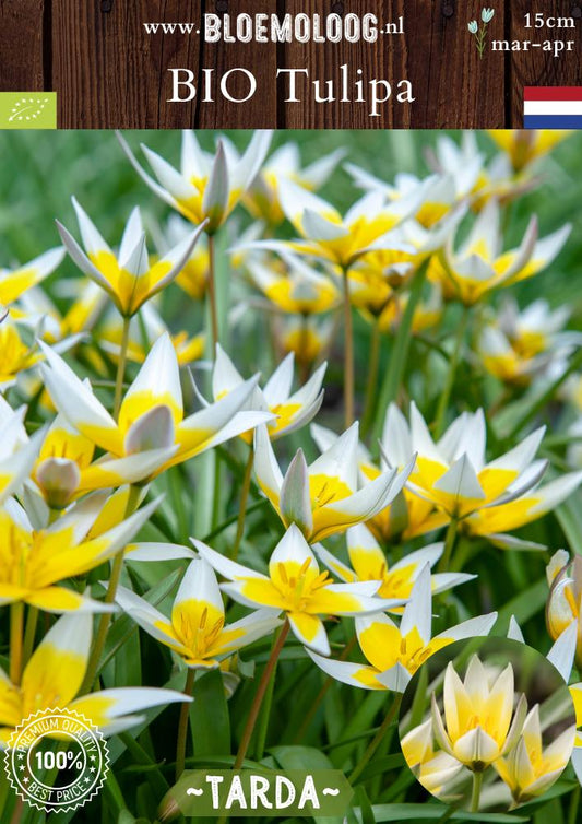 Bio Tulipa 'Tarda' biologische wit gele wildtulp botanische tulp - Bloemoloog