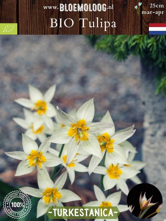 Bio Tulipa 'Turkestanica' - biologische wit gele wildtulp botanische tulp - Bloemoloog
