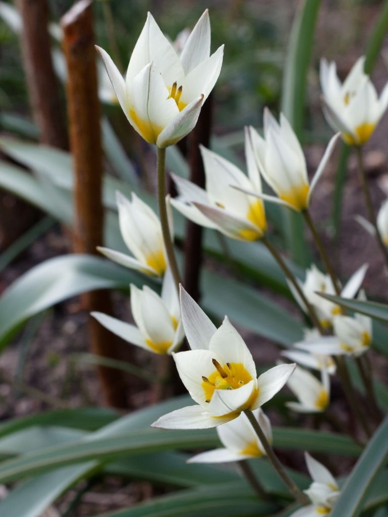 Bio Tulipa 'Turkestanica' - biologische wit gele wildtulp botanische tulp - Bloemoloog