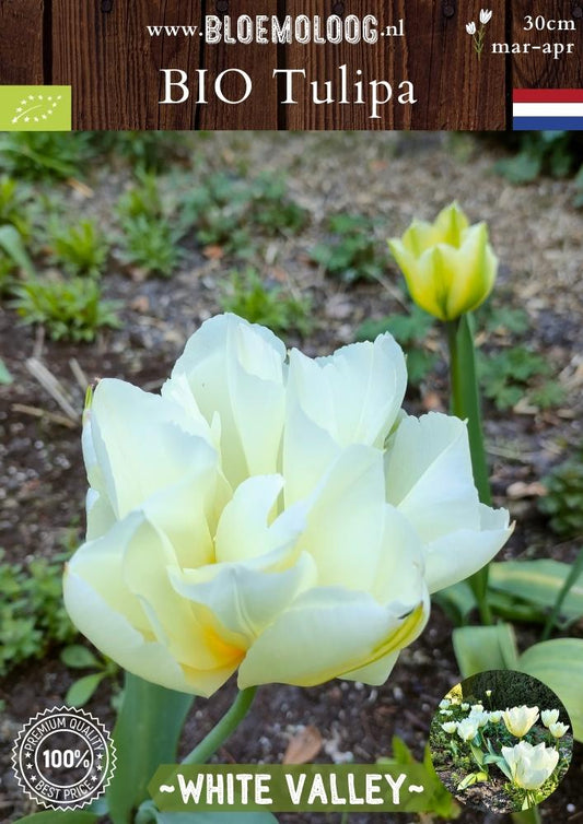 Bio Tulipa 'White Valley' biologische dubbelbloemige witte tulp - Bloemoloog