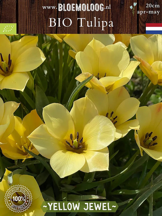 Bio Tulipa batalinii 'Yellow Jewel' - botanische gele tulp | Bloemoloog