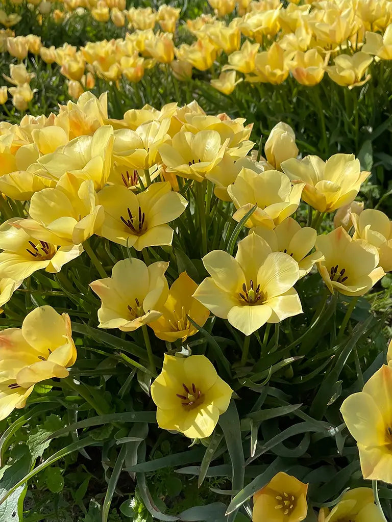 Bio Tulipa batalinii 'Yellow Jewel' - botanische gele tulp | Bloemoloog