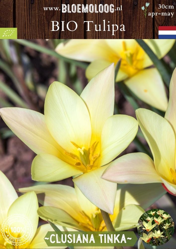 Bio Tulipa clusiana 'Tinka' biologische geel rode botanische kandelaartulp - Bloemoloog