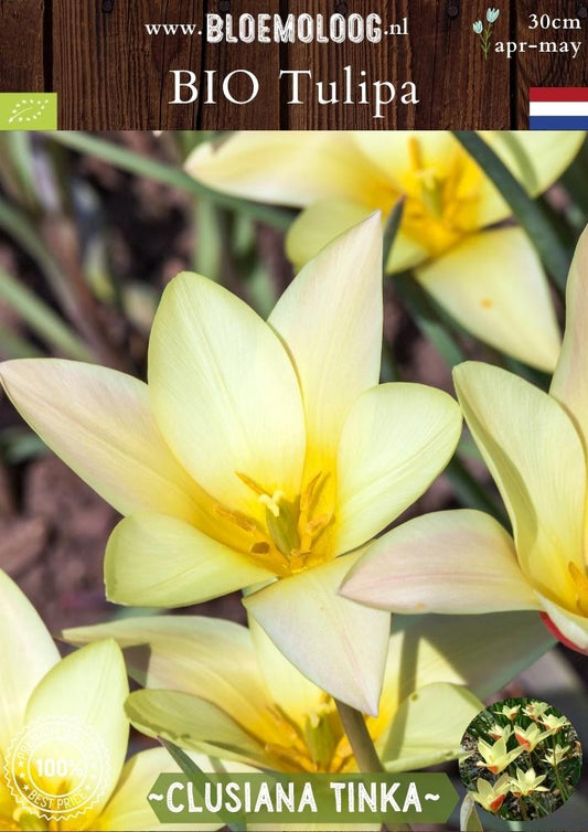 Bio Tulipa clusiana 'Tinka' biologische geel rode botanische kandelaartulp - Bloemoloog