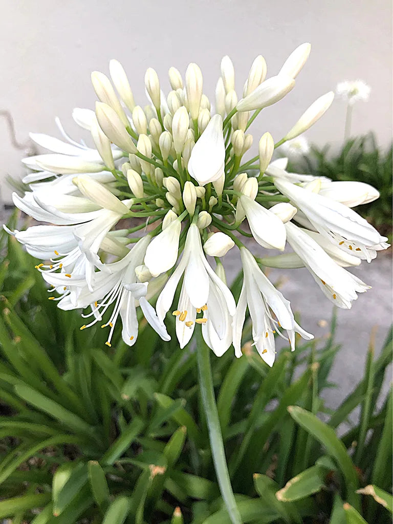 Bio Agapanthus 'Alba' - Biologische witte Afrikaanse lelie, ook bekend als Liefdesbloem