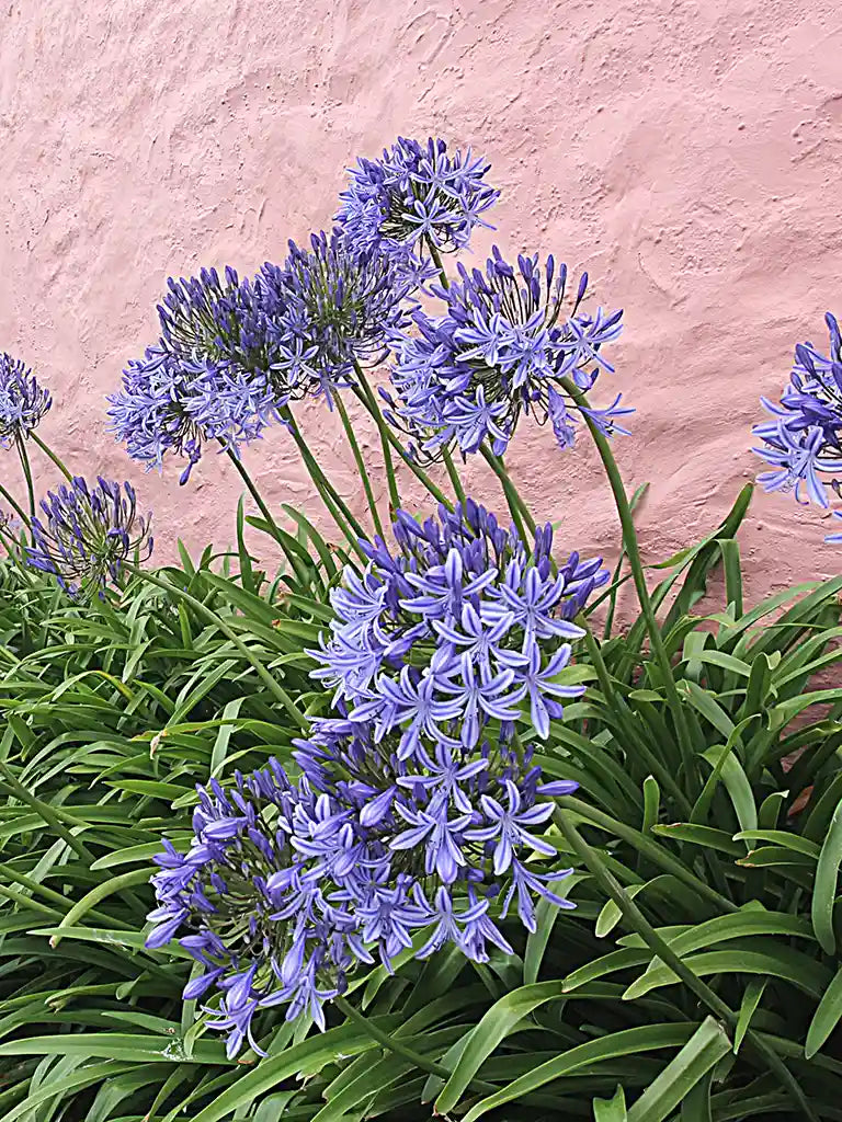 Bio Agapanthus 'Dr. Brouwer' - Biologische blauwe Afrikaanse lelie | Bloemoloog