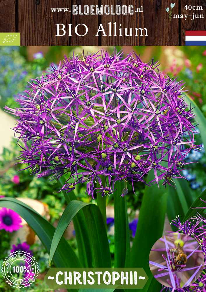 Bio Allium 'Christophii' - Biologische paarse sterrenlook | Bloemoloog