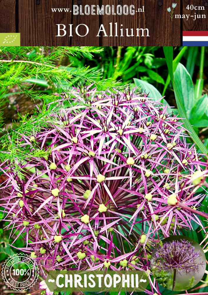 Bio Allium 'Christophii' - Biologische paarse sterrenlook | Bloemoloog