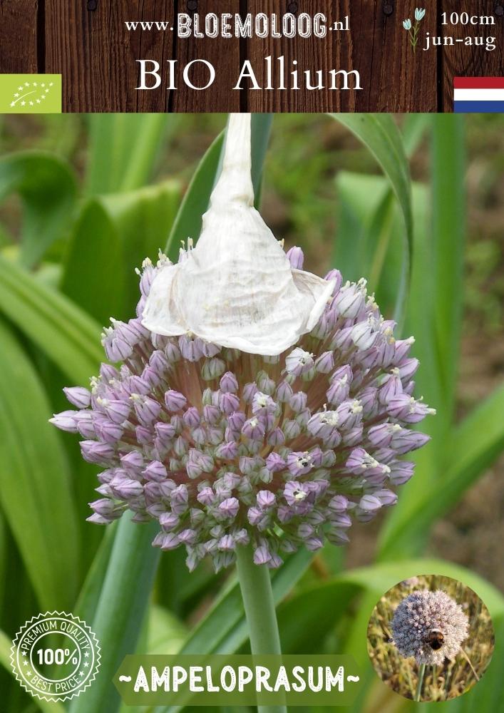 Bio Allium ampeloprasum 'Ping Pong' - Biologische wit/roze wilde ui, oerprei, parelui | Bloemoloog