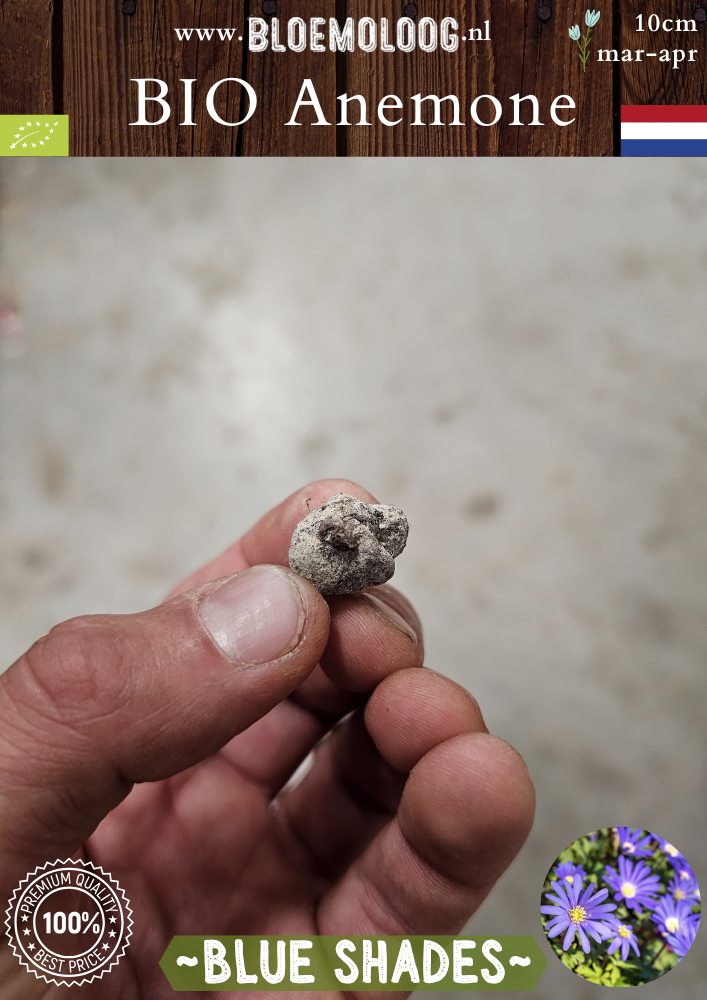 Bio Anemone 'Blanda Blue Shades' – Biologische bloembollen van de blauw bloeiende Oosterse anemoon, vroege voorjaarsbloeier en bijenplant | Verwilderingsbol – Bloemoloog