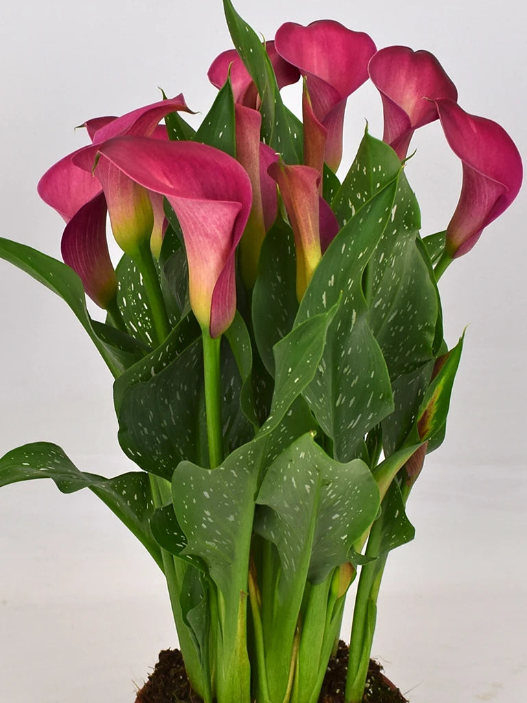 Bio Calla 'Dutch Pink' - Roze zantedeschia in pot zonder frame
