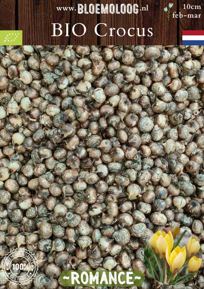 Bio Crocus 'Romance' - Biologische bloembollen van de lichtgele botanische krokus | Bloemoloog