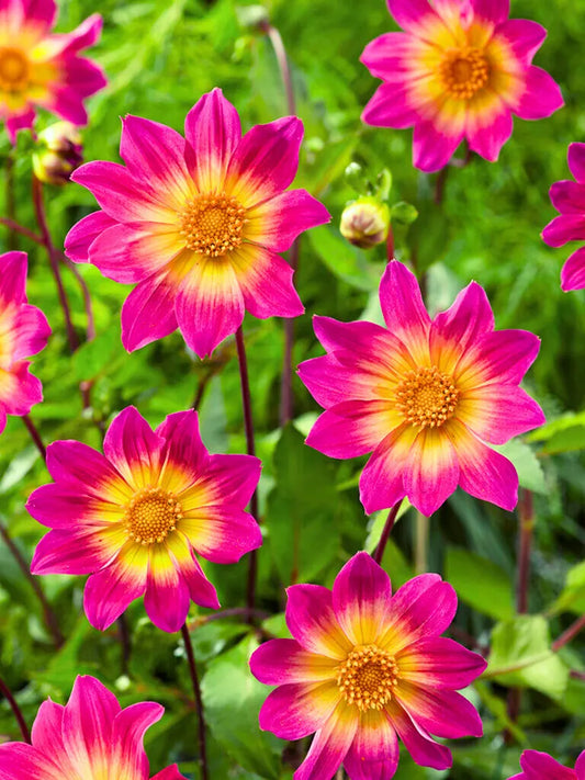 Bio Dahlia 'Bright Eyes' - Biologische roze gele open hartje Dahlia | Bloemoloog