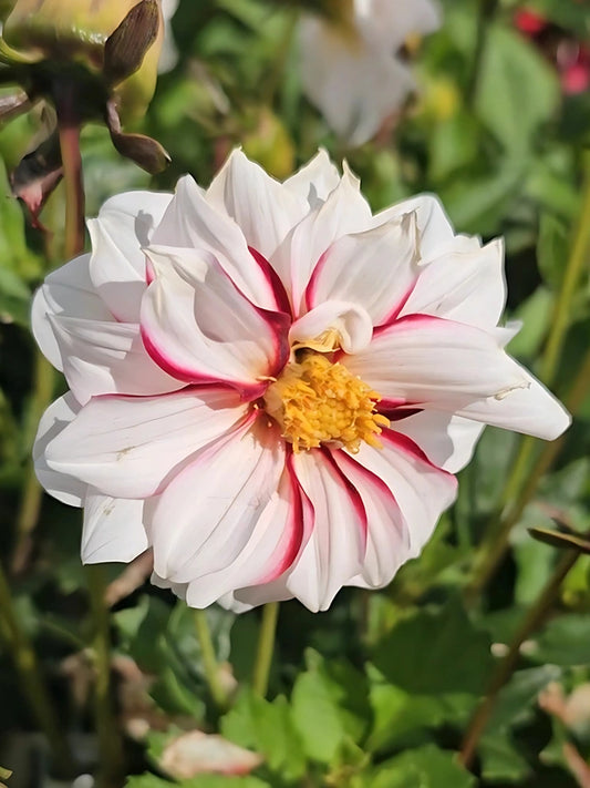 Bio Dahlia 'Edge of Joy' - biologische witte enkelbloemige dahlia met roze accenten | Bloemoloog