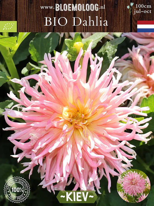 Bio Dahlia 'Kiev' - biologische lichtroze cactusdahlia | Bloemoloog.nl