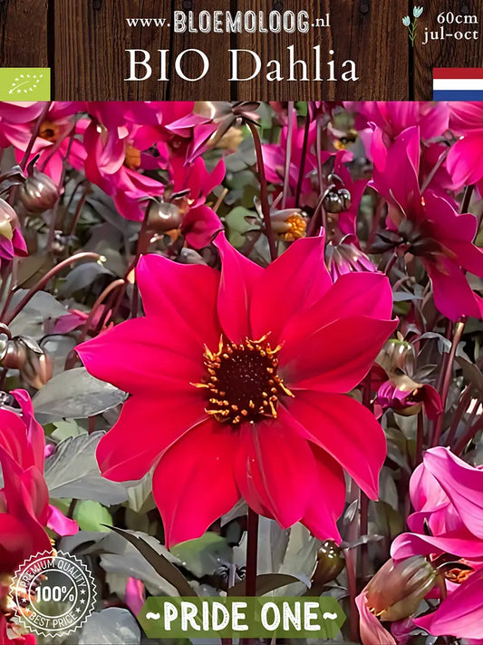 Bio Dahlia 'Pride One' - Biologische donkerbladige rode open hart dahlia | Bloemoloog