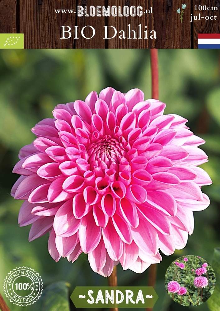 Bio Dahlia 'Sandra' - Biologische roze baldahlia biologische bloembollen | Bloemoloog