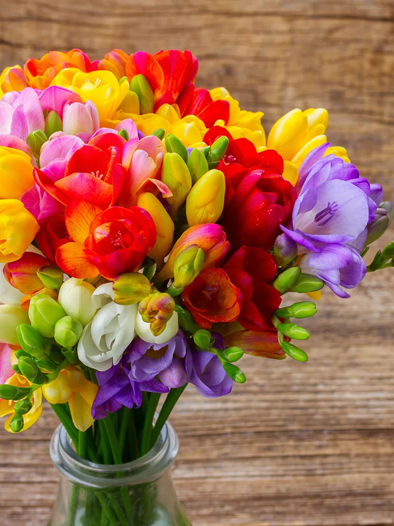 Bio Freesia 'Mix' - Biologische Kaaps lelietje van dalen | Bloemoloog