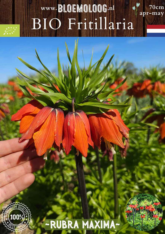 Bio Fritillaria 'Rubra Maxima' oranje rode keizerskroon stinzenplant biologische bloembollen