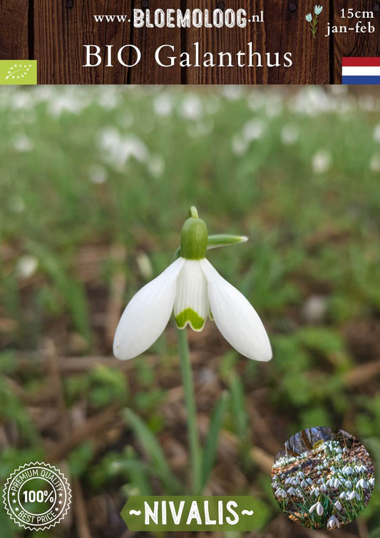 Bio Galanthus 'Nivalis' biologische witte gewone sneeuwklokjes Bloemoloog