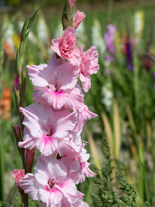 Bio Gladiolus 'Adrenalin' - Biologische roze gladiool | Bloemoloog.nl